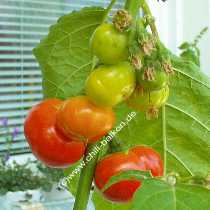 Solanum uporo - Menschenfressertomate