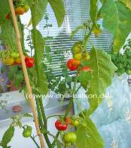 Menschenfressertomate - Solanum uporo - Pflanze
