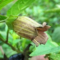 Tollkirsche Blüte - Atropa belladonna