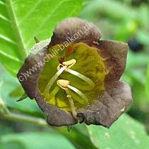 Tollkirsche Blüte - Atropa belladonna