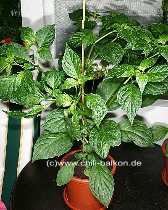 Tubocapsicum anomalum - Pflanze