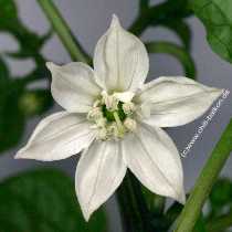 Caribbean Country Pepper - Capsicum annuum # 6 - Blüte
