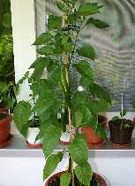 Caribbean Country Pepper - Capsicum annuum # 6 - Pflanze