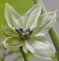 Ata small Blte - Capsicum frutescens