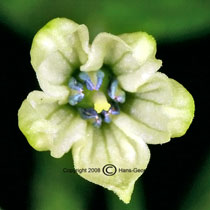 Bhut Jolokia - Capsicum chinense - Blüte