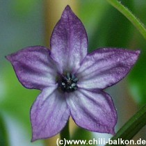Bolivian Rainbow - Capsicum annuum -  Blüte