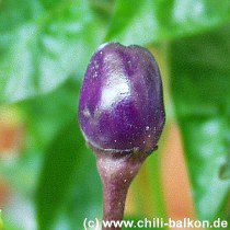 Bolivian Rainbow - Capsicum annuum - unreif