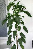 Chili China - Capsicum annuum - Pflanze