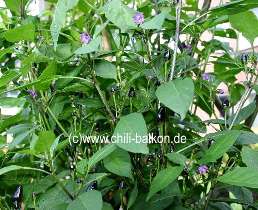 Chili Teneriffa - Pflanze - C. annuum