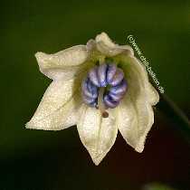 Chiltepin - Blüte