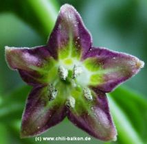 Capsicum eximium Blüte
