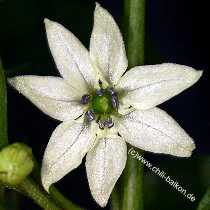 Habanero Manzano - Capsicum chinense - Blüte