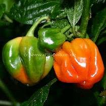 Habanero Red Antilles - Unreife Frucht