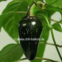 Hungarian Black - unreife Frucht