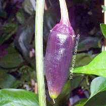 Jalapeno Purple - Capsicum annuum - unreife Frucht
