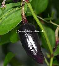 Jalapeno Purple - Capsicum annuum - unreife Frucht