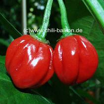Jamaican Hot Red - C. chinense