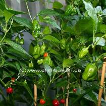 Habanero Red Savina - Pflanze