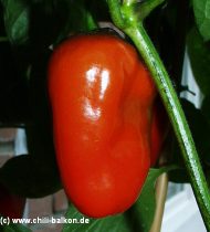 Rocoto wurzelförmig - C. pubescens