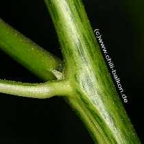 Tabasco - Capsicum frutescens - Stamm der Pflanze