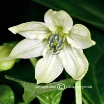 Trinidad Congo - Blüte - C. chinense