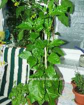 Trinidad Hot - Capsicum annuum - Pflanze