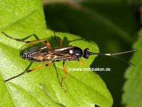 Schlupfwespe - Ichneumonidae sp.
