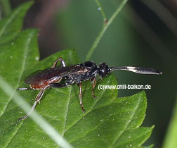 Schlupfwespe - Ichneumonidae sp.