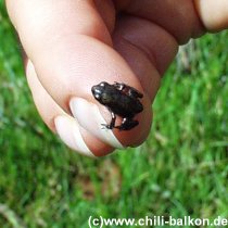 Erdkröten-Baby