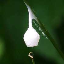 Eikokon der Feenlmpchenspinne - Agroeca brunnea