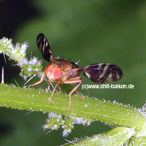 Bohrfliege - Philophylla caesio