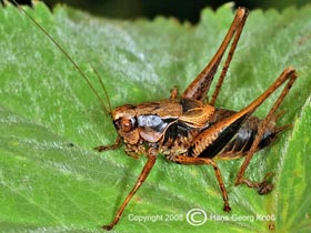 Gewhnliche Strauchschrecke  - Thamnotrizon cinereus