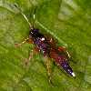 Ichneumonidae - Schlupfwespen
